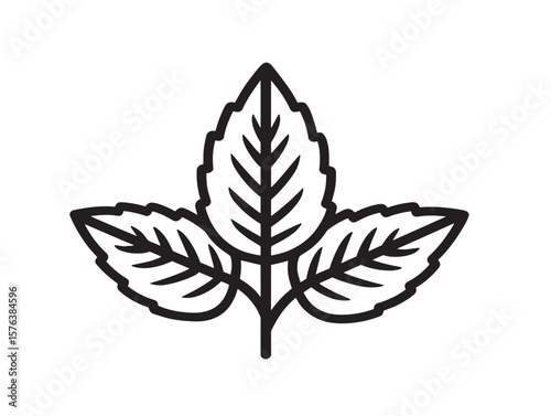 Botanical Tulsi Leaf Icon with Line Art  