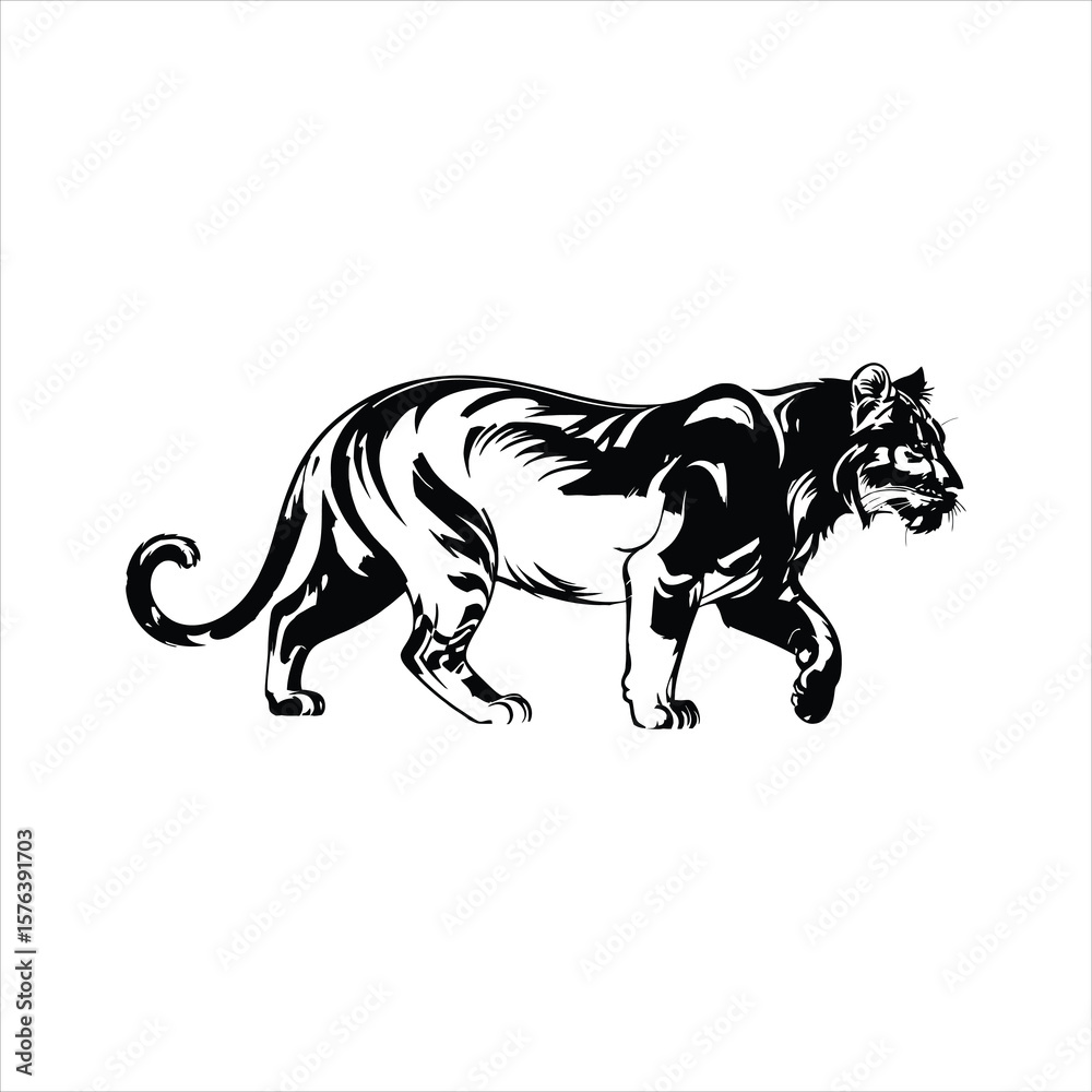 Obraz premium Black and white illustration of a powerful tiger walking with its tail curled