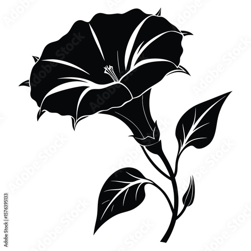 Black silhouette of a blooming datura flower with leaves blossom trumpet flower