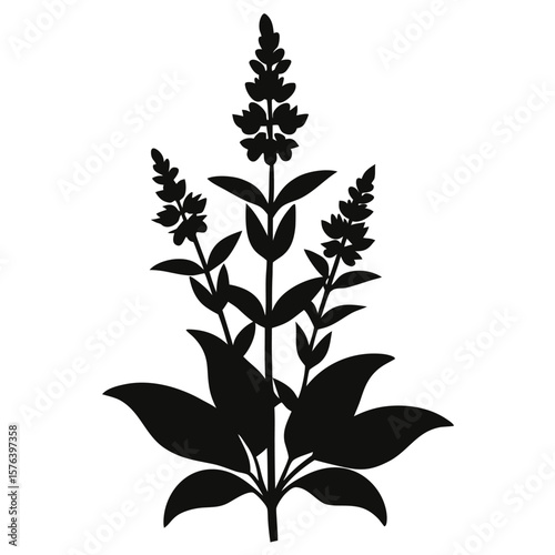 Black silhouette of a flowering plant with multiple spiky blooms and broad leaves white