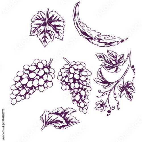 Wine. A set of clip art depicting wine, bottle, glass, cheese and grapes. A barrel, a jug, a corkscrew and a cork. A graphic vector illustration drawn by hand. Isolate on a white background.