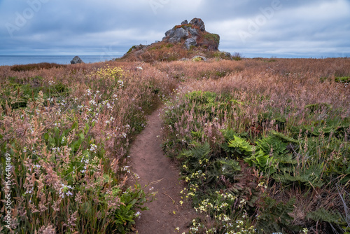 Coastal Trail Through Wildflowers – Fort Bragg, California