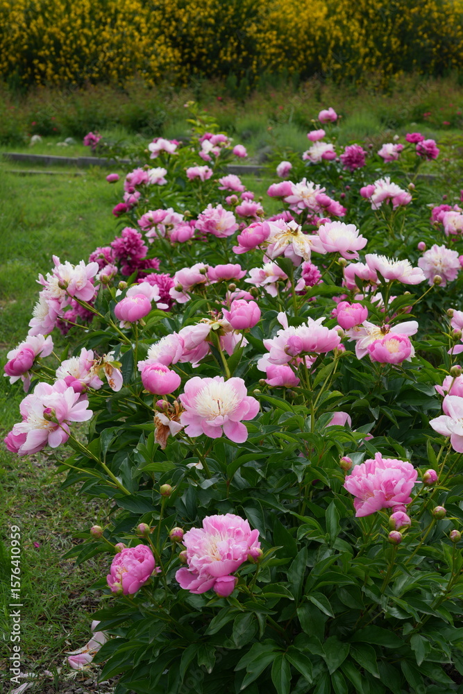 Fototapeta premium Pink peony flowers growing in the garden