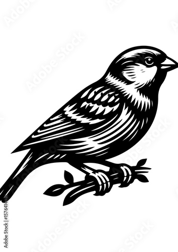 A sparrow perched on a branch isolated on white background