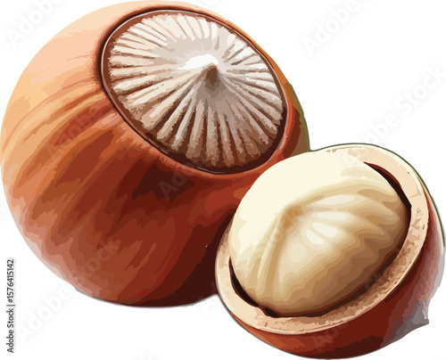 Delicious healthy hazelnut with shell and kernel isolated on white background for design