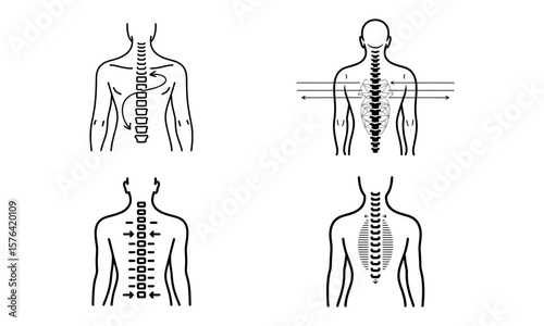 Medical illustration of human spine and back anatomy in front and back views
