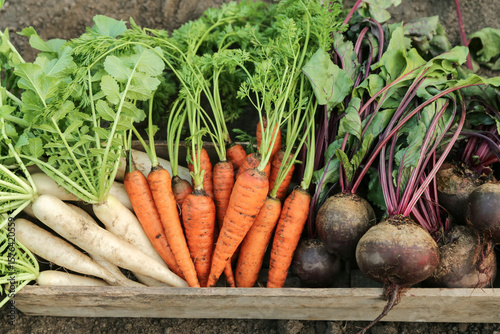 Wallpaper Mural Root vegetables autumn harvest in garden. Fresh autumnal raw daikon white radish, carrot and beetroot in wooden box in garden close up Torontodigital.ca