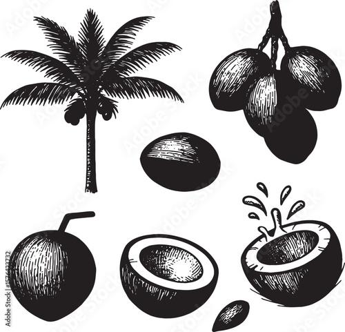 coconut palm tree