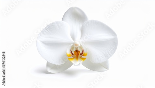 Orquídea blanca con centro amarillo vibrante y pétalos simétricos que se abren suavemente en forma equilibrada