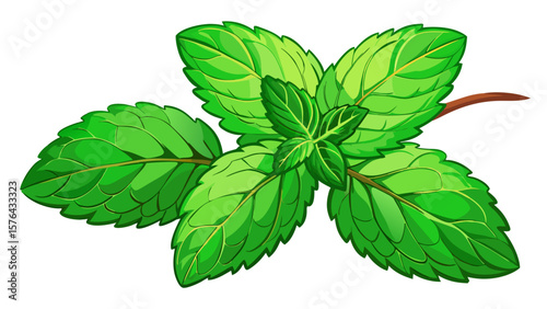   Close up Fresh green mint leaves sprig of mint herbal plant culinary herb isolated white background