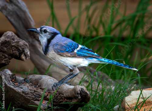 blue jay on a branch