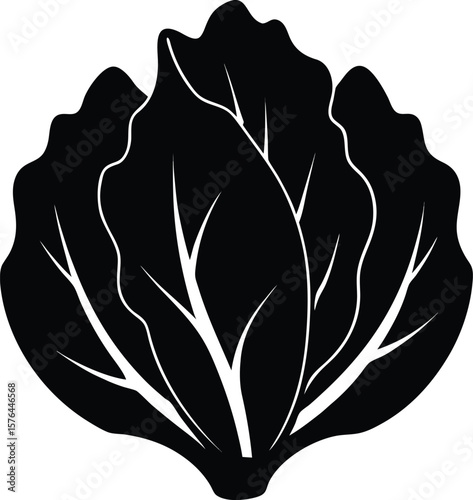Lettuce lactuca sativa design labeled linocut vector