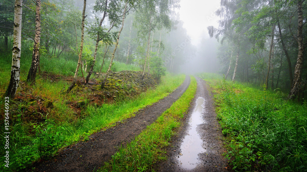 Fototapeta premium Misty Forest Road Track with Fresh Spring Foliage and Rain Puddles