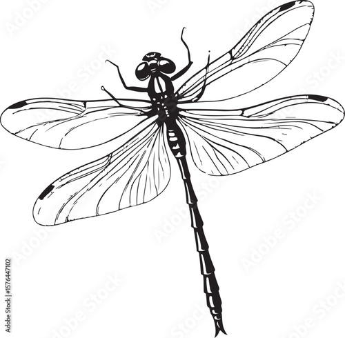 Dragonfly Vector Illustration, Sketch Drawing Line Linear Symbol Icon Engraving Coloring Book, Hand-drawn Black and White Isolated