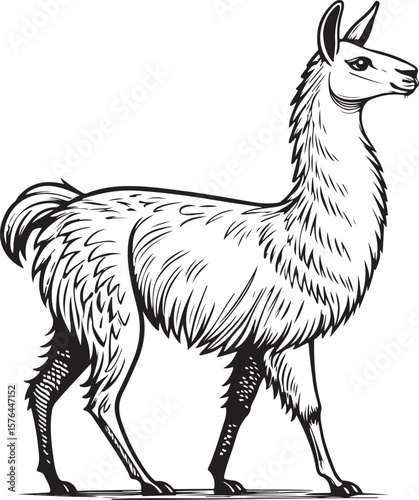 Lllama Alpaca Vector Illustration, Sketch Drawing Line Linear Symbol Icon Engraving Coloring Book, Hand-drawn Black and White Isolated