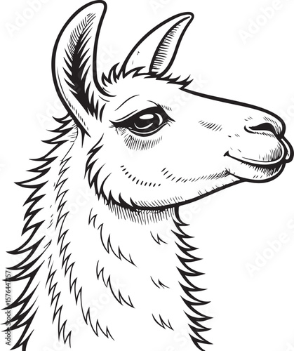 Llama or Alpaca Head Portrait Vector Illustration, Sketch Drawing Line Linear Symbol Icon Engraving Coloring Book, Hand-drawn Black and White Isolated