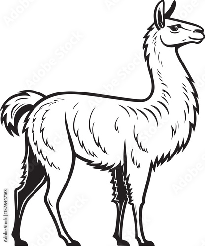 Lllama Alpaca Vector Illustration, Sketch Drawing Line Linear Symbol Icon Engraving Coloring Book, Hand-drawn Black and White Isolated