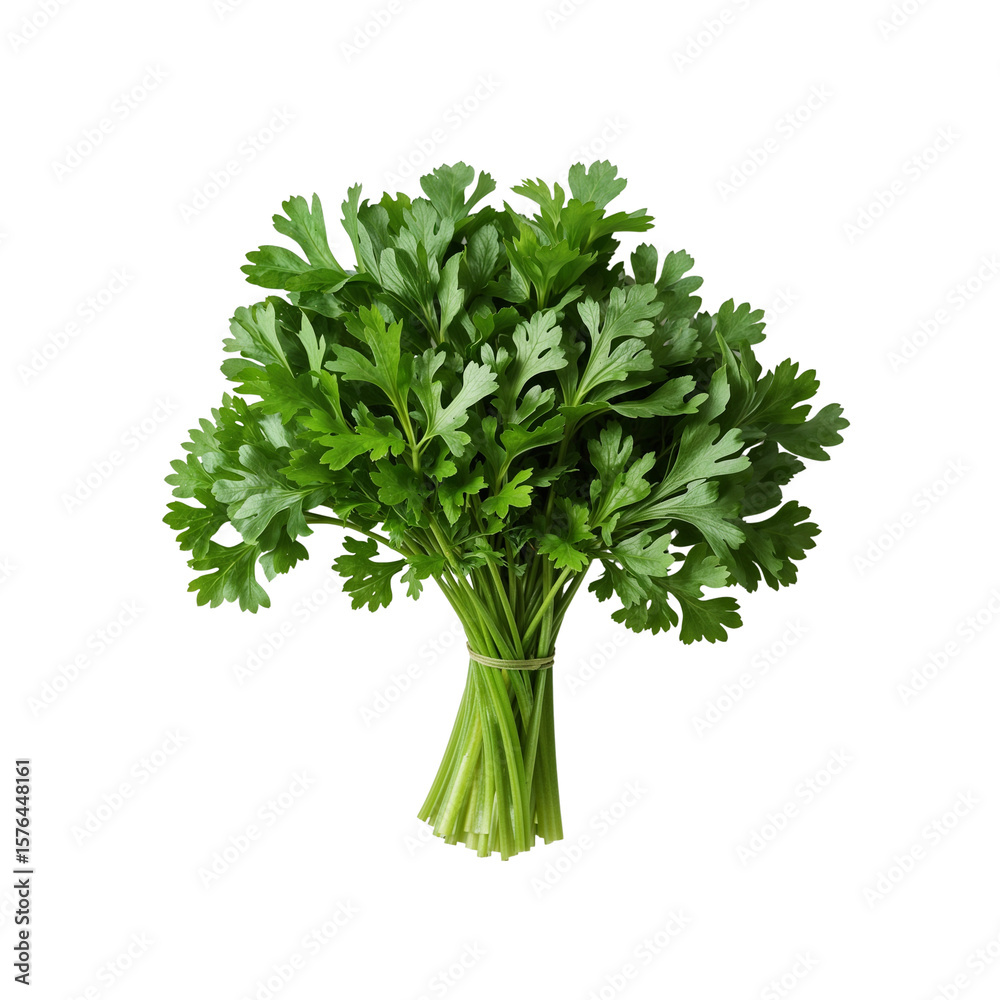 Freshly harvested bunch of vibrant green parsley tied with twine isolated on transparency Freshly harvested bunch of vibrant green parsley tied with twine isolated on transparency