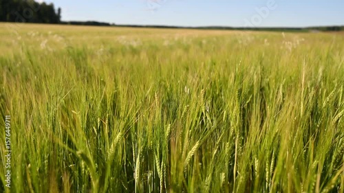 Golden wheat field gently swaying, sunlight illuminating verdant landscape during peaceful summer day with soft wind moving crop across agricultural terrain