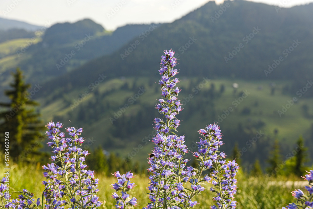 Obraz premium Violet Flowers Gently Swaying in the Wind with Green Mountain Background in Summer – Peaceful Nature Scene 
