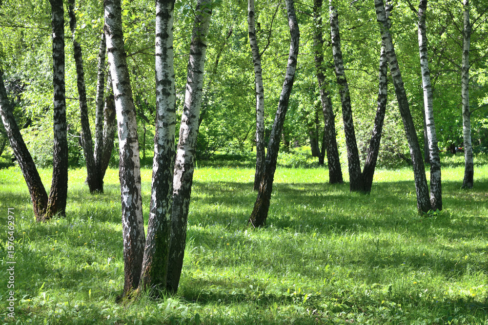 Fototapeta premium Birch grove on a sunny summer day