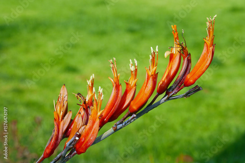 Tableau sur toile Neuseeland Flachs