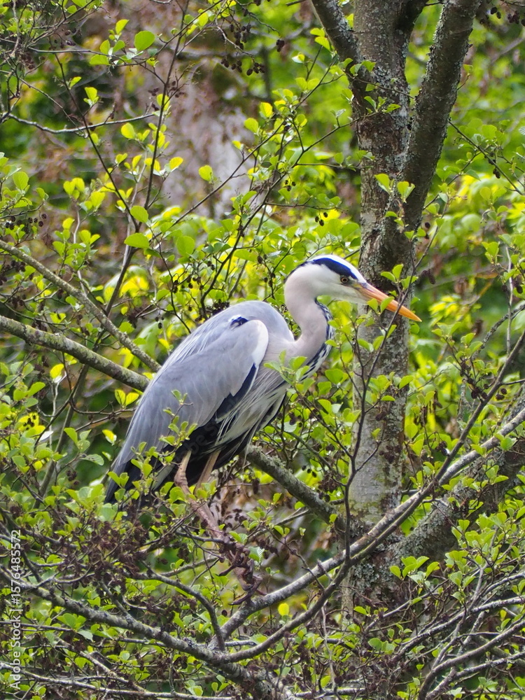 Fototapeta premium great blue heron