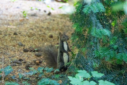 Eichhörnchen sitzt am Boden und sucht nach Essen