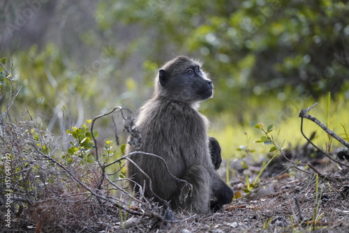 baboon sitting on the ground
