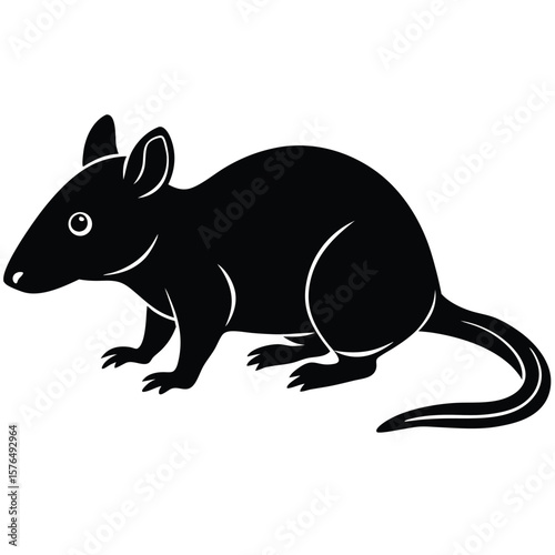 Black bandicoot vector illustration marsupial mammal