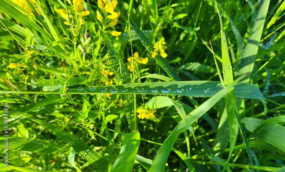 custom made wallpaper toronto digitalIn the summer, on a sunny lawn, in the early morning, transparent raindrops on green grass
