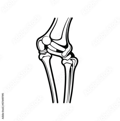Stylized illustration of a human knee joint showing bones and cartilage