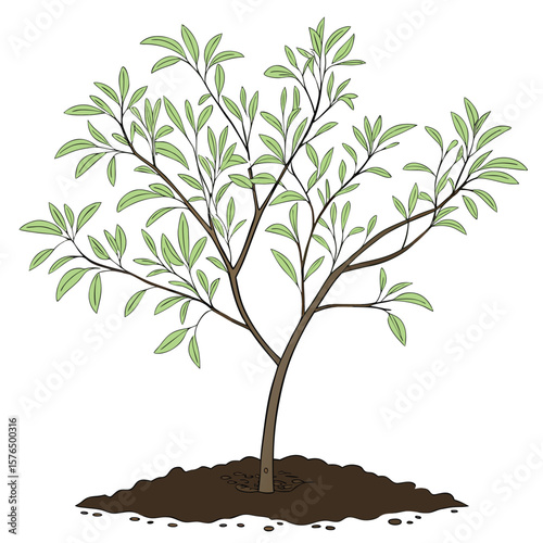 tree with roots