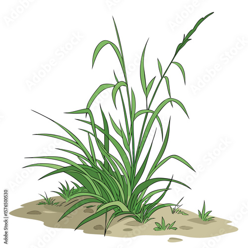 green plant isolated on white background