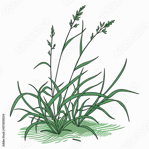 rosemary isolated on white