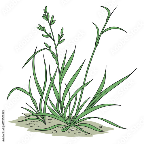 rosemary on a white background