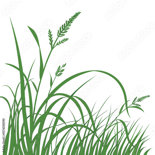 green grass isolated on white