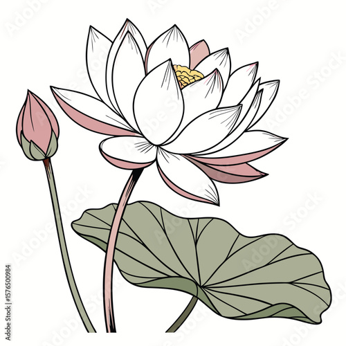 lotus flower vector illustration