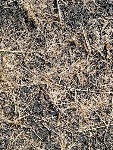Dry grass with land, summer