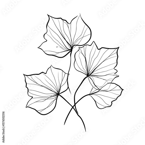 Outline of three leaves with detailed vein design in black  