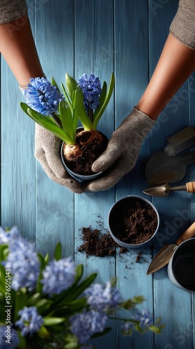 Gardening Activity With Purple Hyacinth Flowers in Pots During a Sunny Afternoon