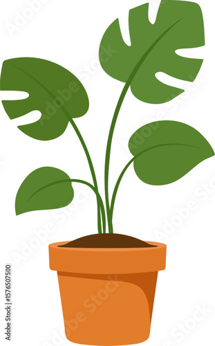 Potted monstera plant with green leaves in terracotta Potted monstera plant with green leaves in terracotta flowerpot with soil. Vector illustration isolated on white background. Indoor plant. 