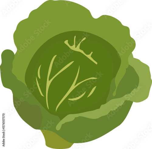 Cabbage. Vector stock illustration eps10. Adobe Illustrator Artwork