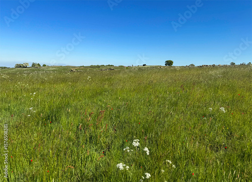 A vast green meadow stretches under a clear blue sky, dotted with small white flowers throughout the grass. In the distance, a few trees and shrubs break the horizon in, Allerton, Bradford, UK