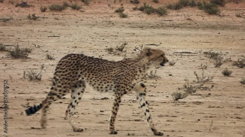 Cheetah walking in dry land in Kgalagadi transfrontier park, South Africa; specie Acinonyx jubatus family of Felidae 