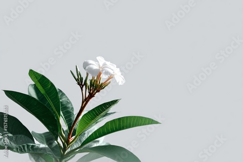 White Flower on Green Leaves With Neutral Background in Bright Natural Light