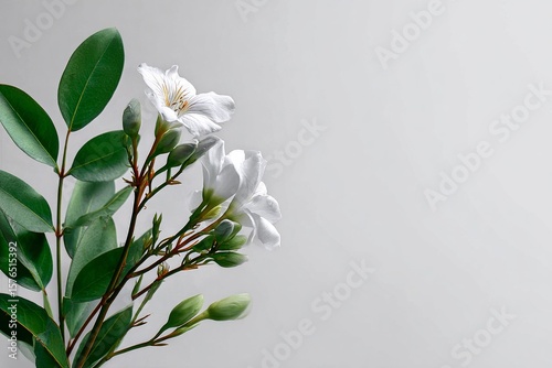 Delicate White Flowers With Green Leaves Arranged on a Subtle Grey Background