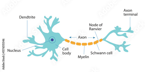 Biological and Artificial Neuron Structure Diagram - Neural Network and Brain Cell Illustration