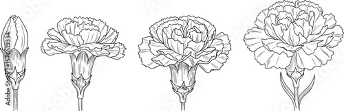 Elegant carnation flower line art showcases blooming stages from bud to full blossom, providing a botanical illustration for crafts and design applications.
