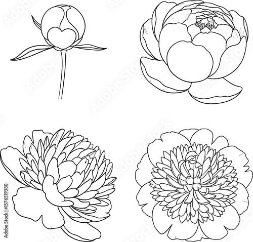 Delicate peony flower evolution displayed in a minimalist line art, showcasing blossoming stages against a clean white backdrop, ideal for designs and botanical studies.